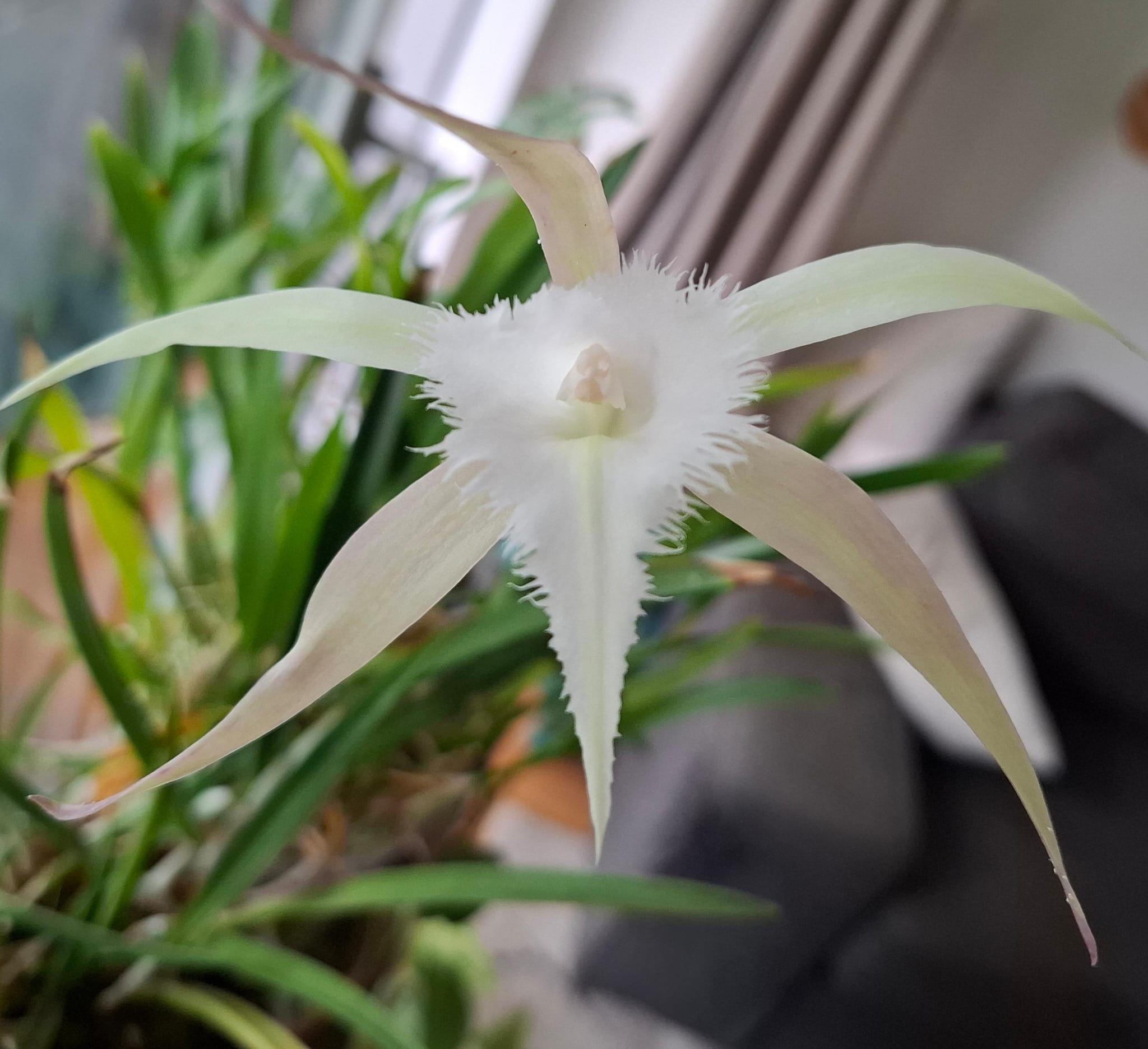 Une fleur blanche à 5 long et fin pétales en étoile, en un sixième plus large au bord touffu